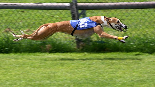 Could Dogs Be the Fastest Land Animals 