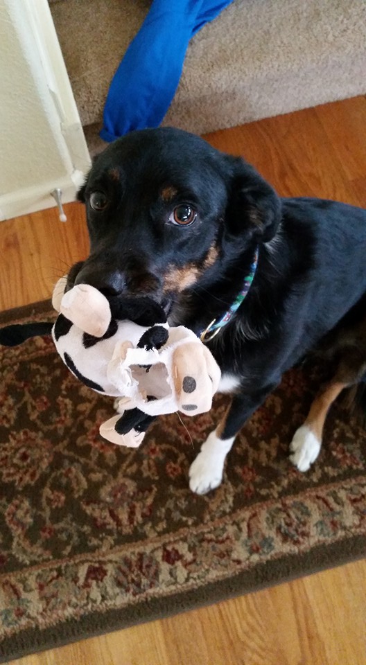 dog sanctuary for aggressive dogs