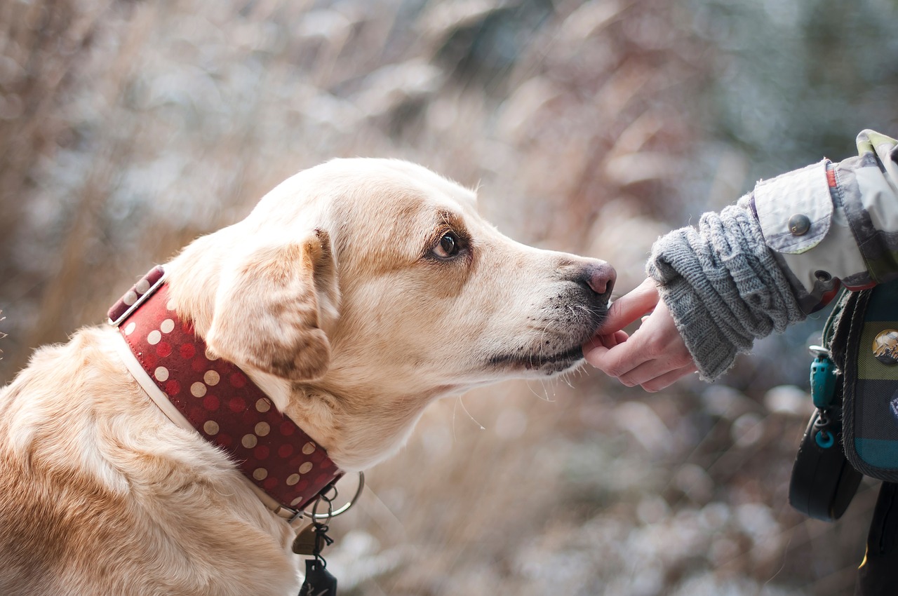 dog therapy for humans