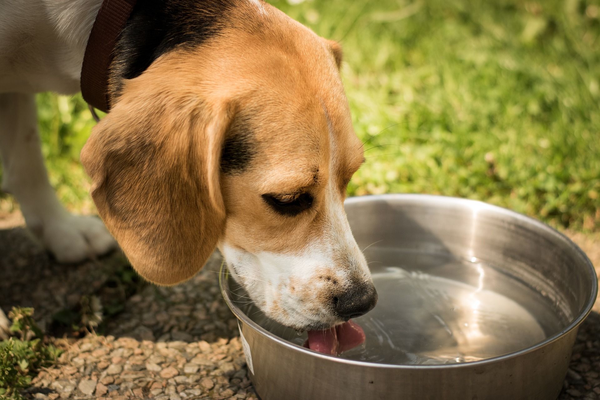 dog water bowl