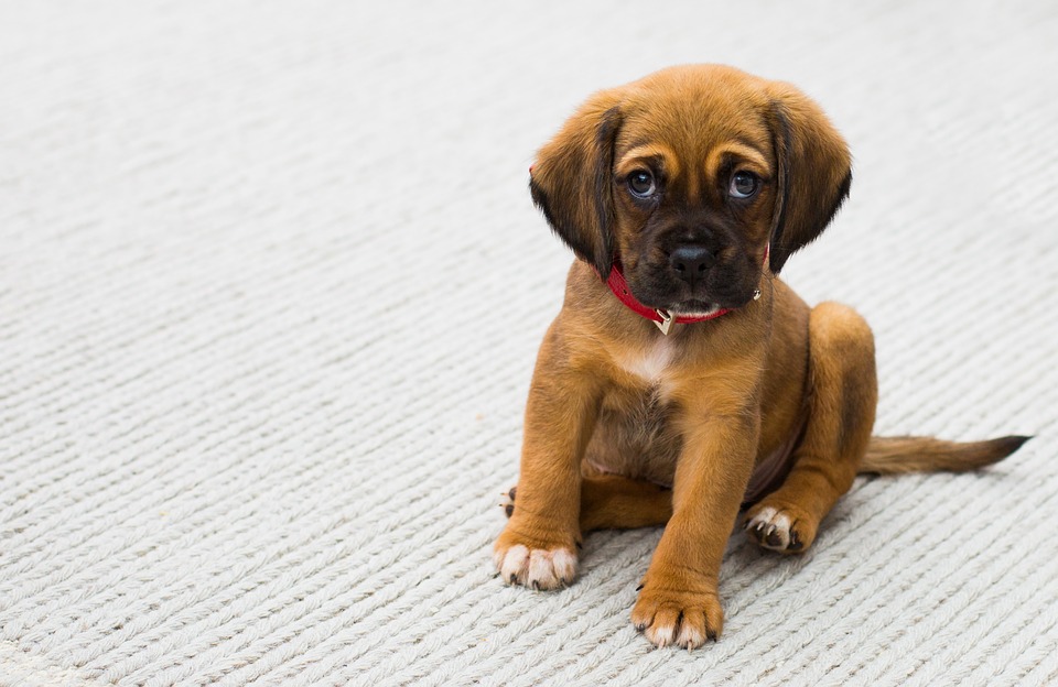 petfinder puggle