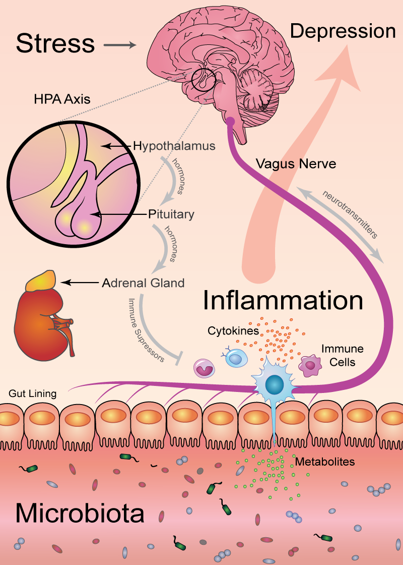 Stress, Inflammation, and Microbes: A Moody Trinity | LaptrinhX / News