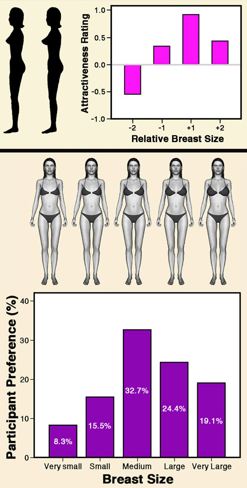 Breast Size in Attraction average cup size. 