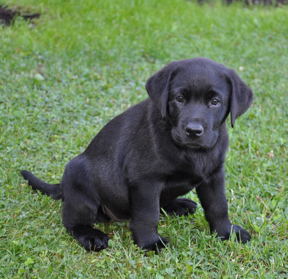 disobedient dog behavior