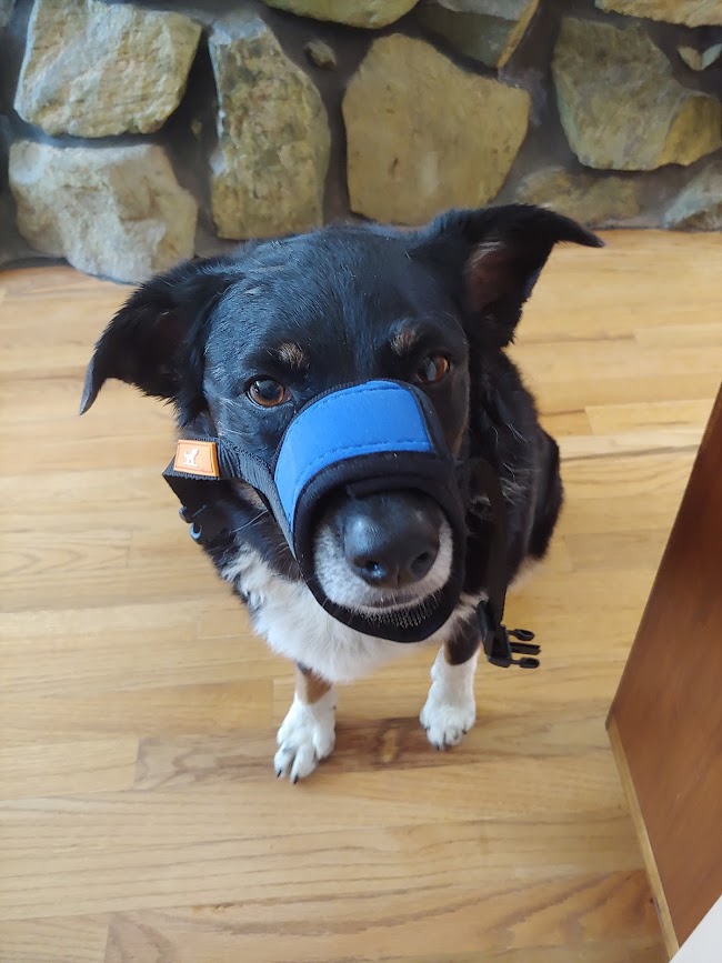 emergency muzzle