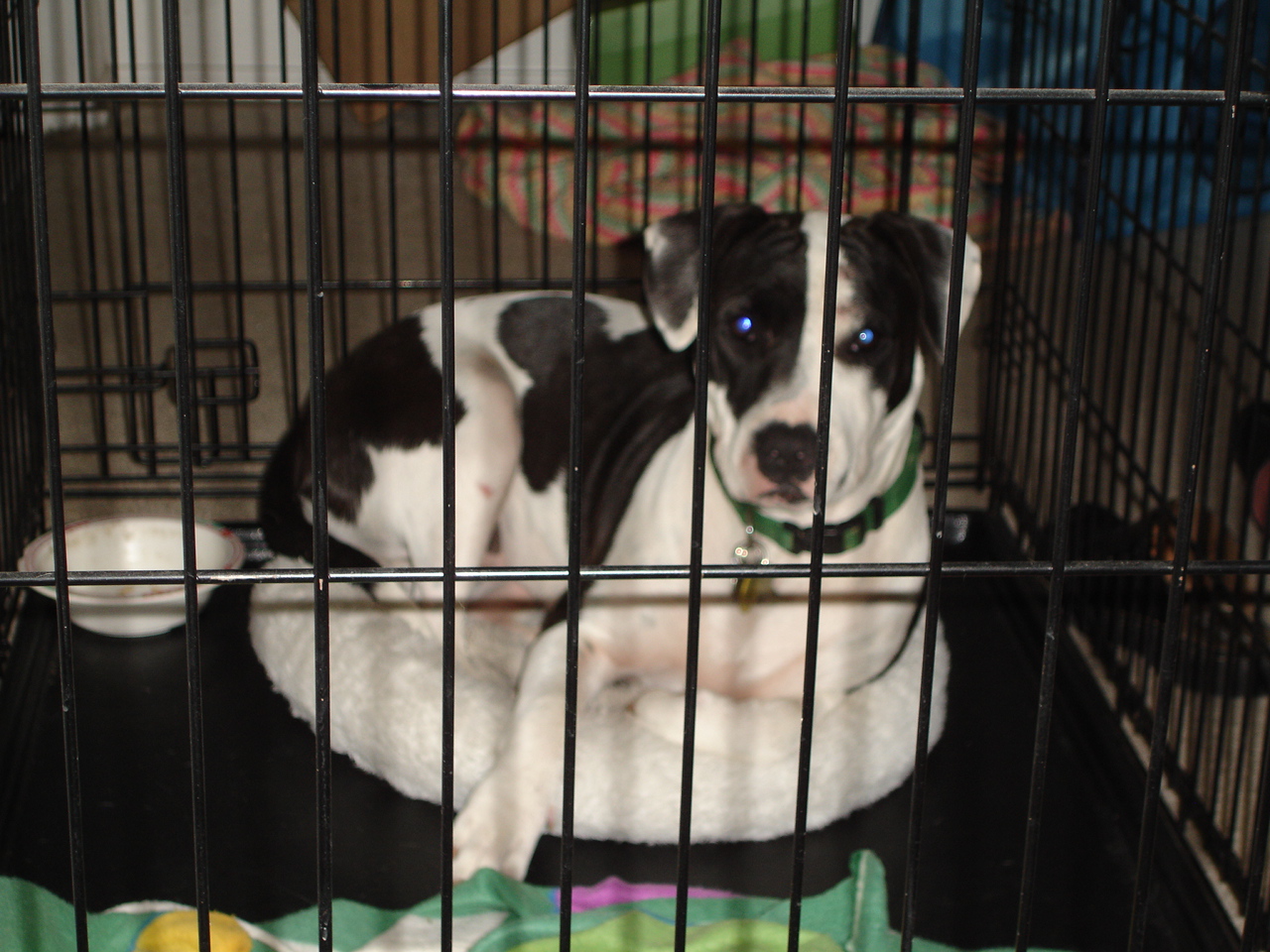 dog barrier frustration crate