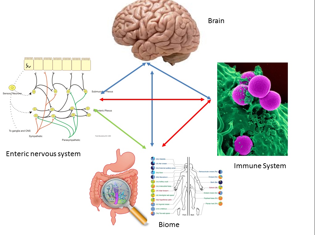 Тест на тему нервная. Enteric nervous System. Enteric Brain. Репродуктивная система головной мозг. Брейн система.