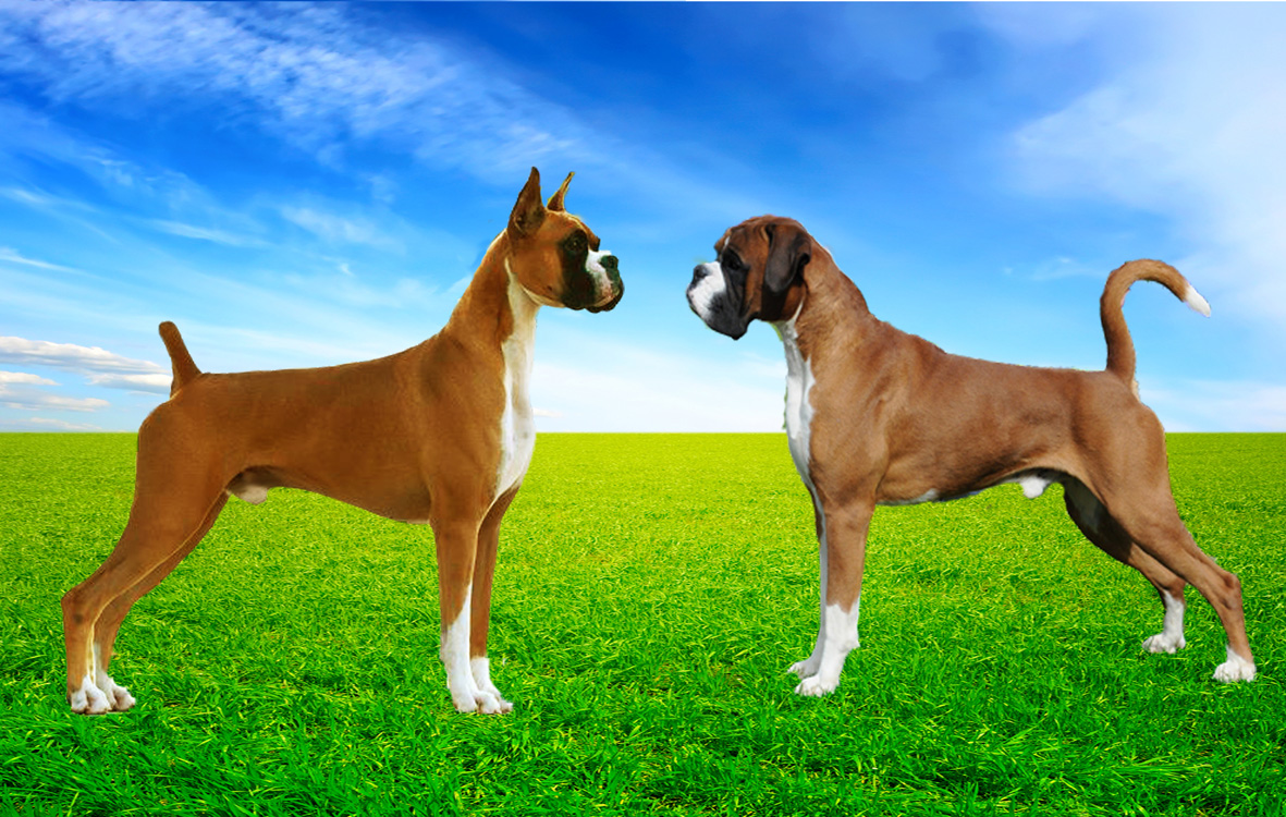 How People Perceive Dogs With Docked Tails And Cropped Ears Psychology Today