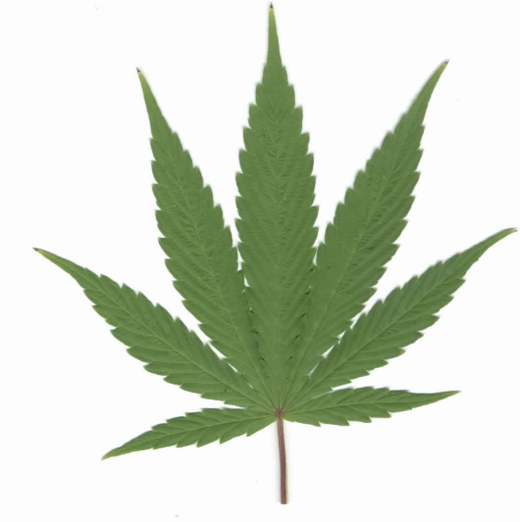 adhd and weed: what's the draw? | psychology today