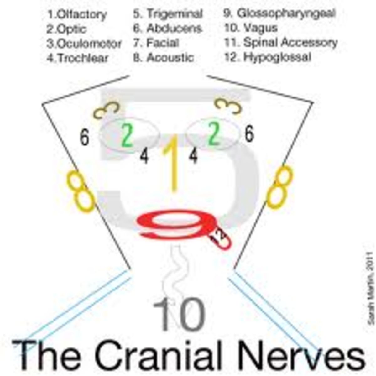 12 Cranial Nerves Sensory Motor Mnemonic | motorcyclepict.co