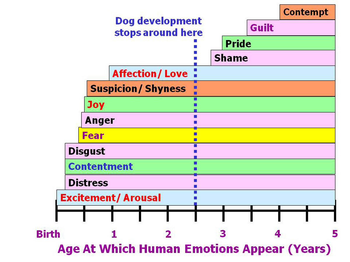 Which Emotions Do Dogs Actually 