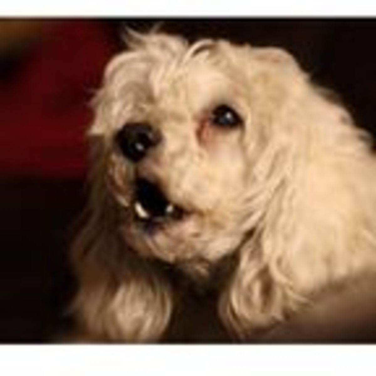 how much barking is too much