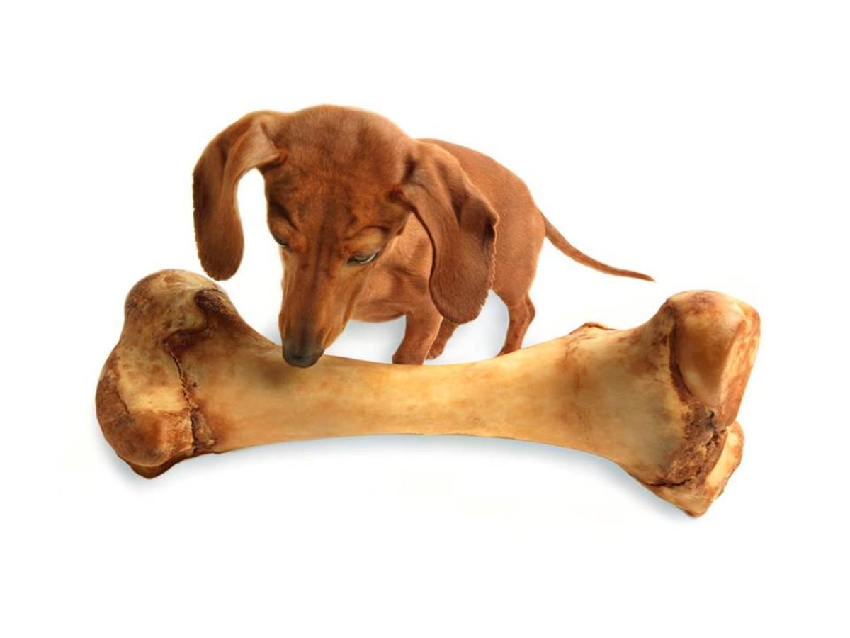 mammoth bone for dogs