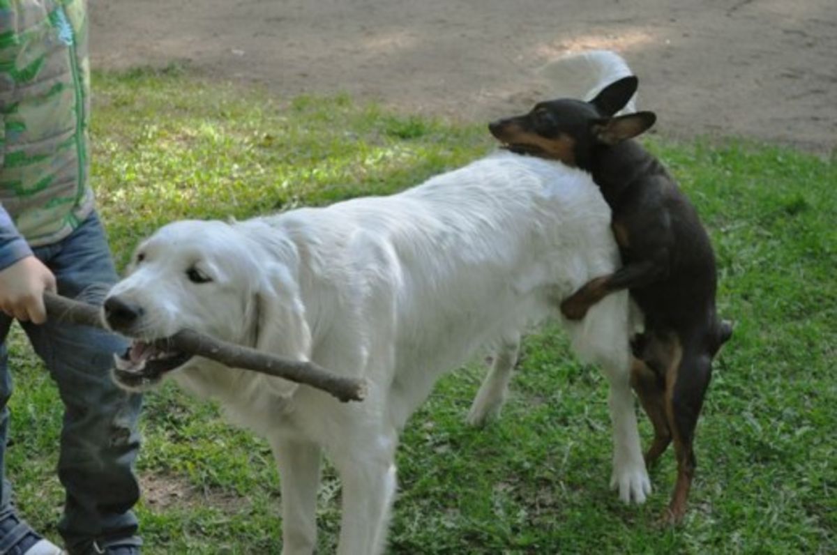 big dog trying to hump little dog