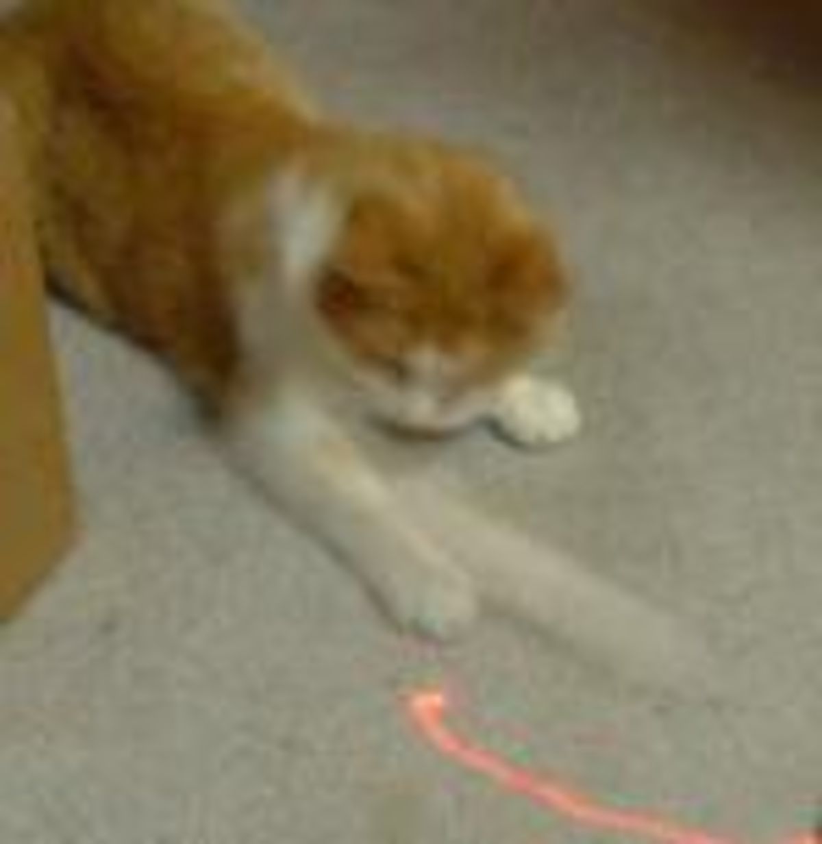 laser pens and cats