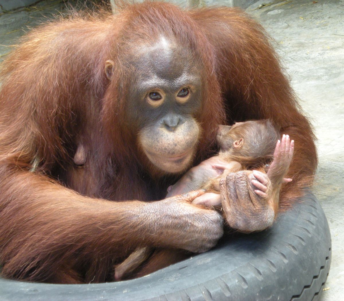 Feeling The Life Inside An Orangutan Psychology Today Feeling The Life Inside An Orangutan Psychology Today