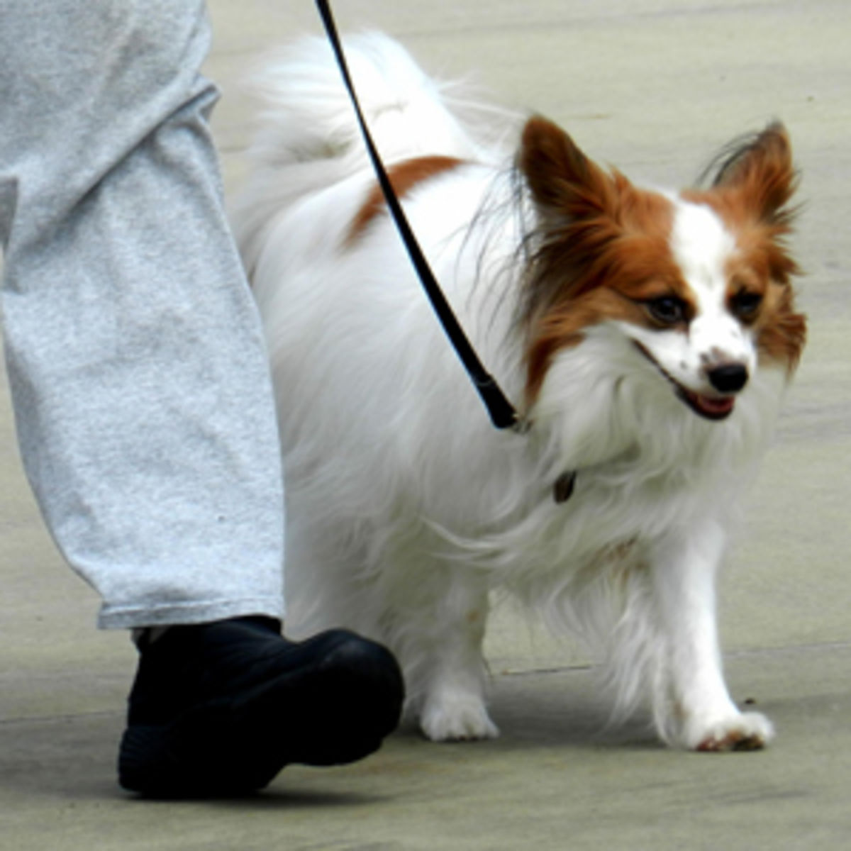 walking dog after desexing