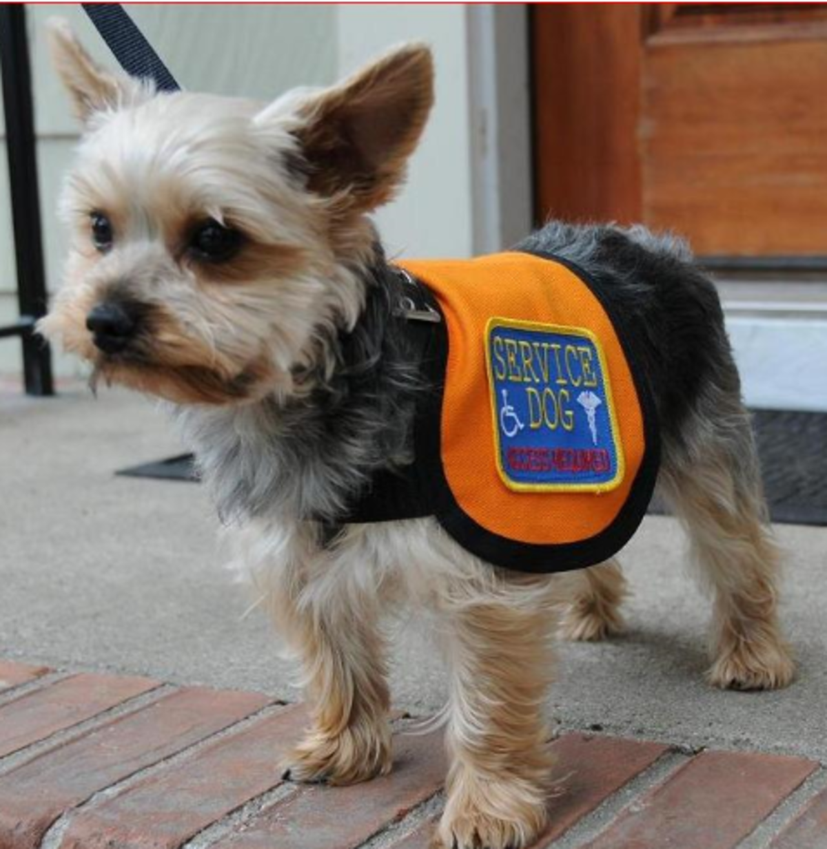 Service Animal Scams A Growing Problem Psychology Today