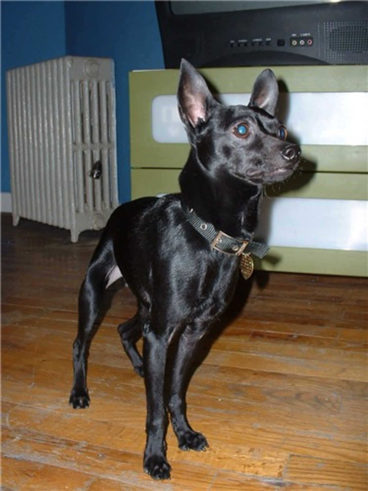 Animal Hoarding One Dog S Story Psychology Today
