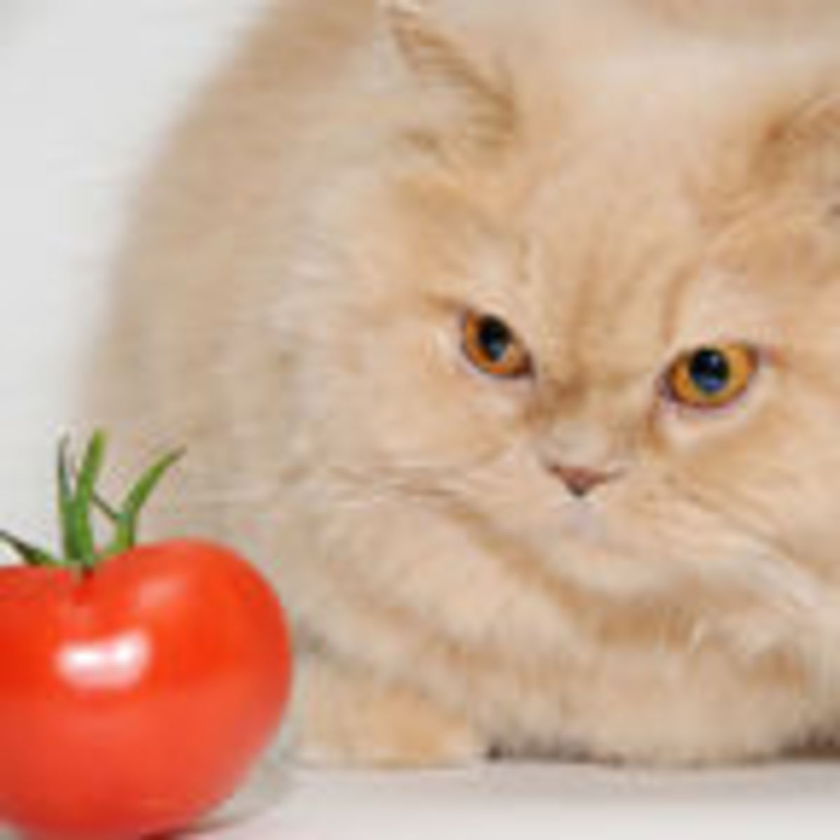 Why Dogs And Humans But Not Cats Can Be Vegans Psychology Today