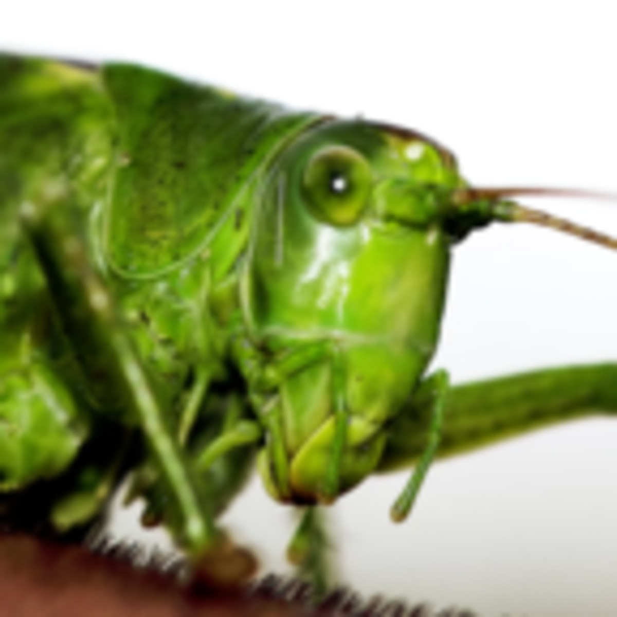 Can Pet Crickets Improve The Well Being Of The Elderly Psychology Today