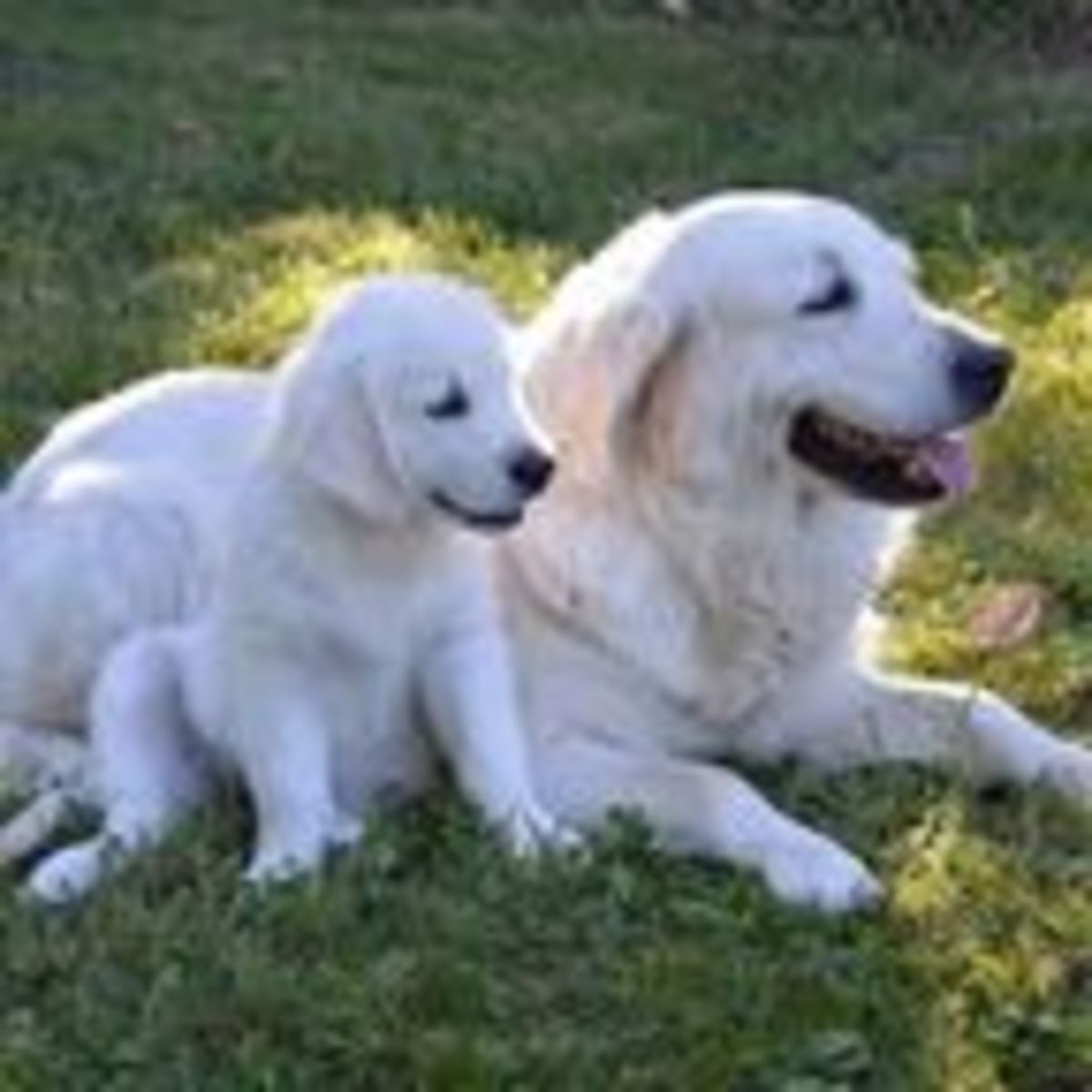 breeding father to daughter dogs