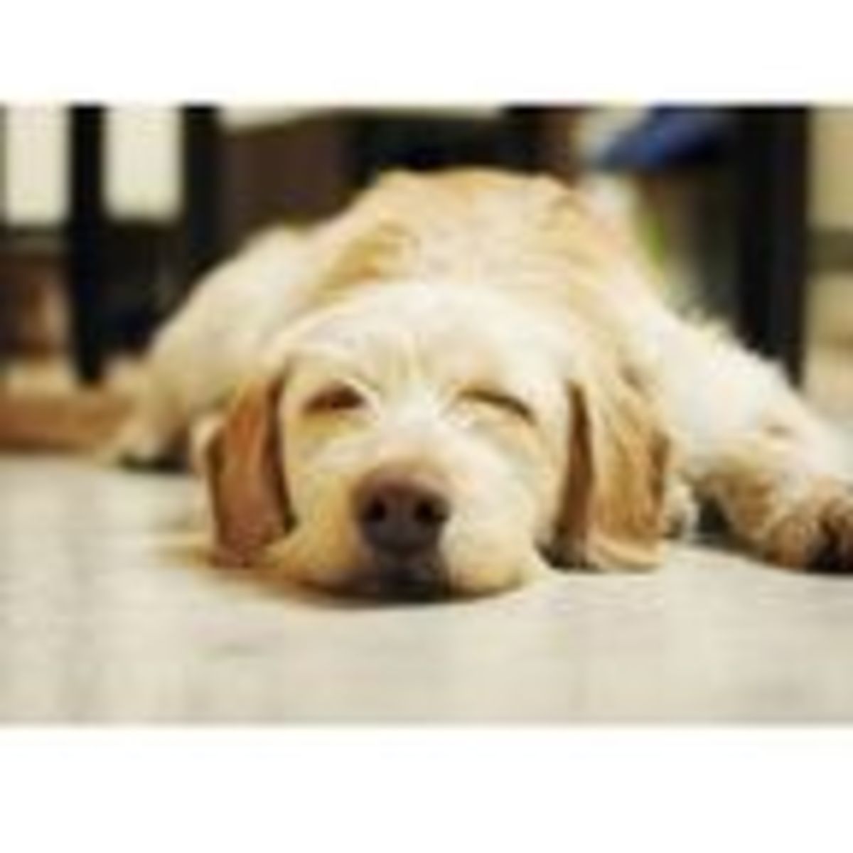 Do Dogs Dream Pedigree