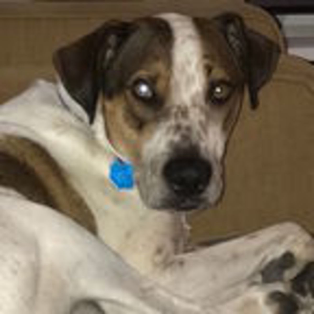 What Do Dogs See When They Look At People Psychology Today