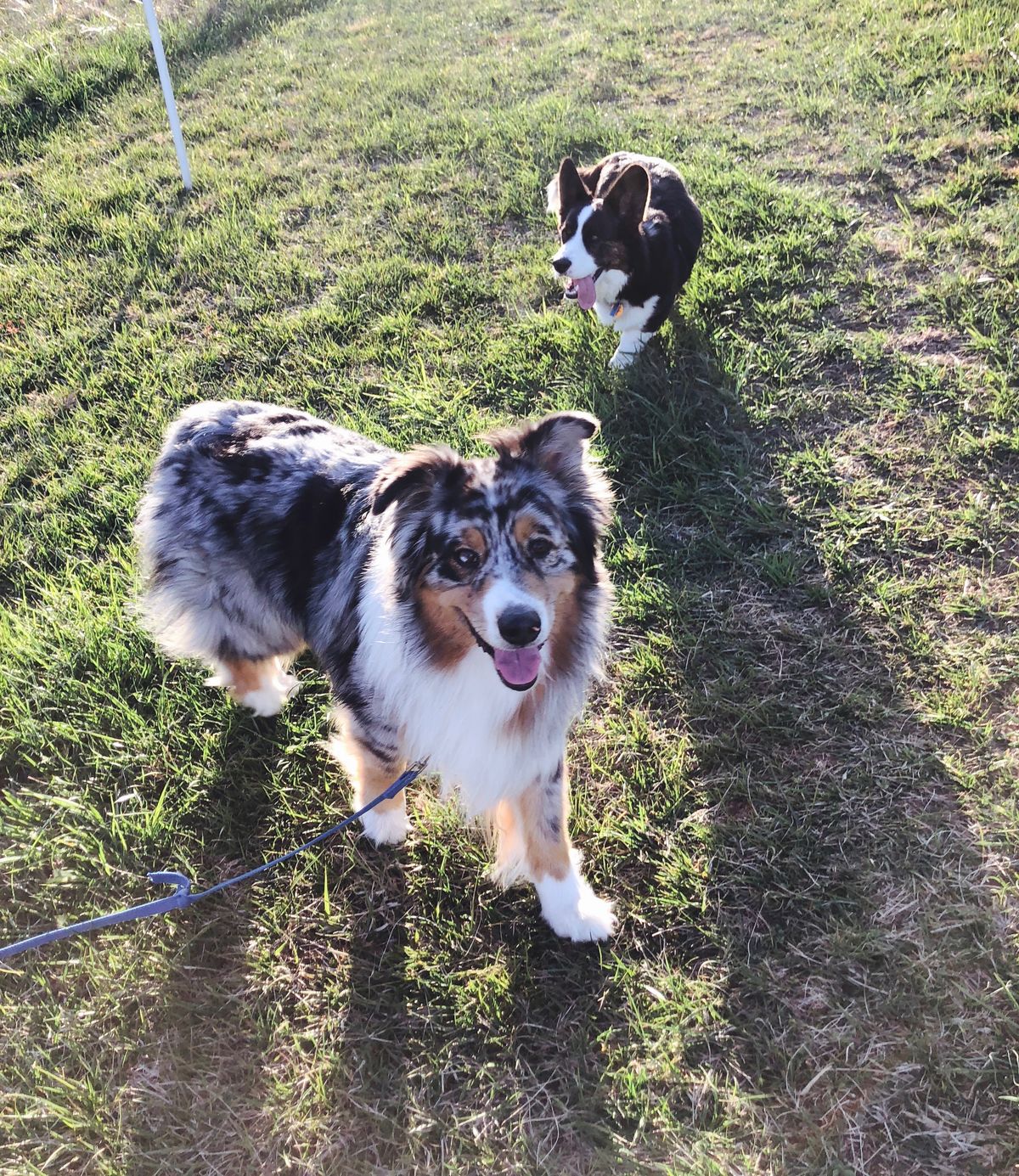 target dog shock collar
