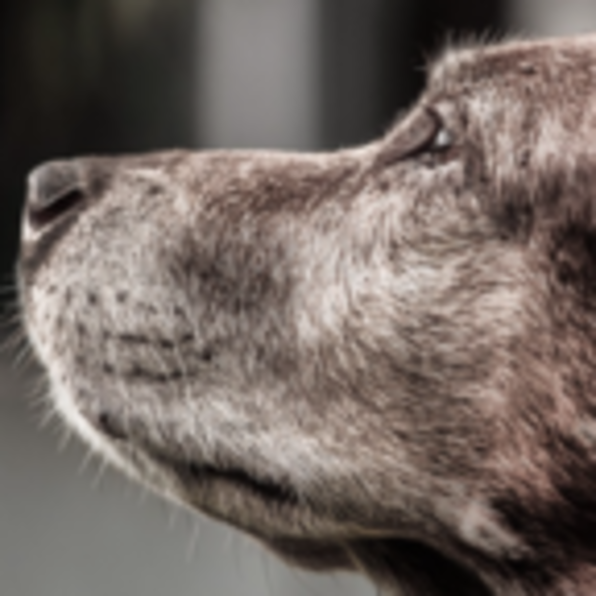 Do Animals Really Leave Their Group To Go Off To Die Psychology Today New Zealand