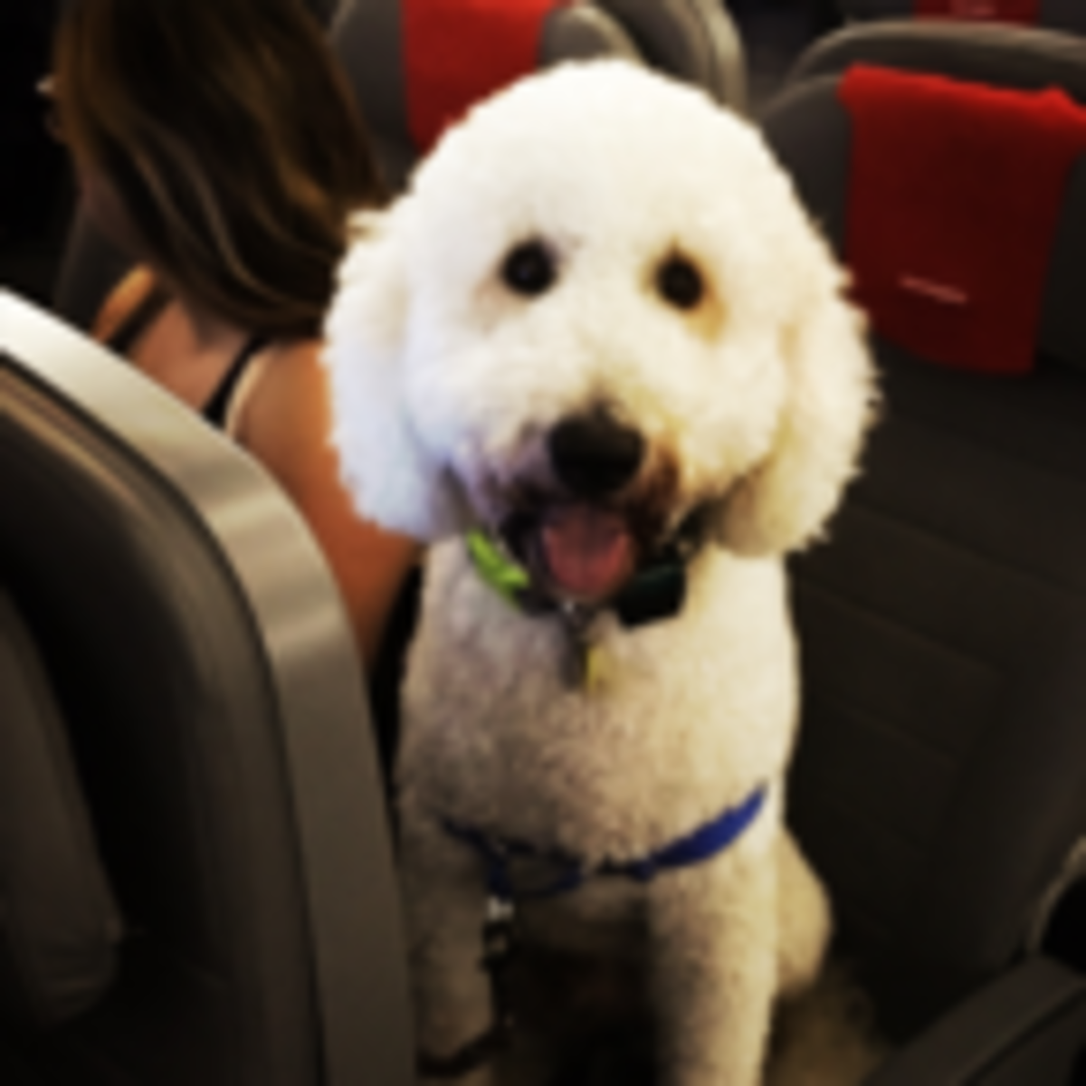 emotional support dog flying delta