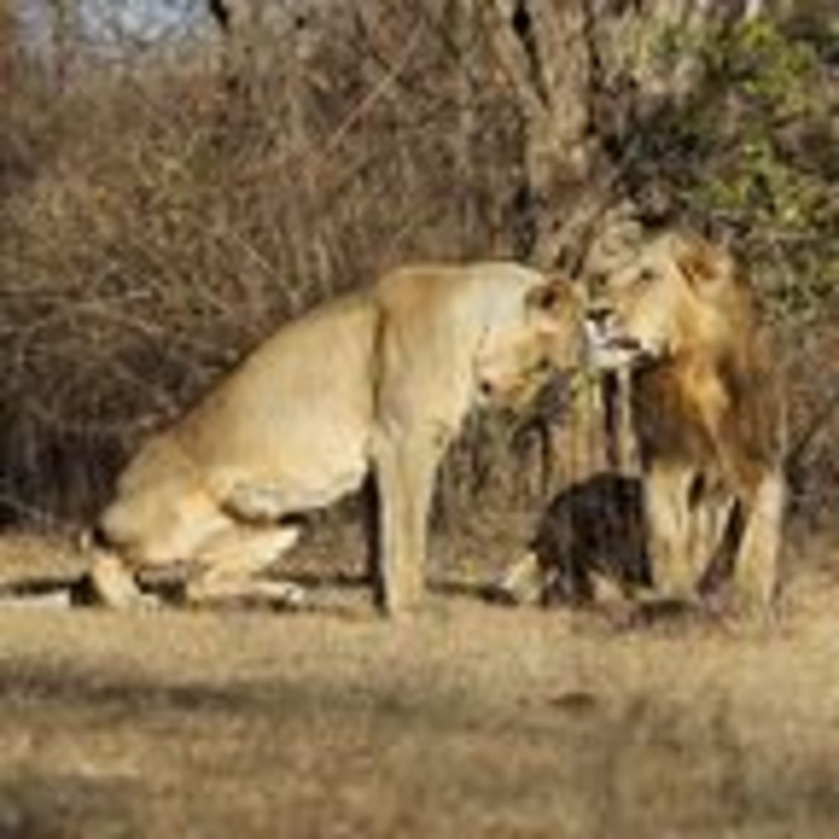 cartoon pics of lion and lioness cartoon pics of lion and lioness
