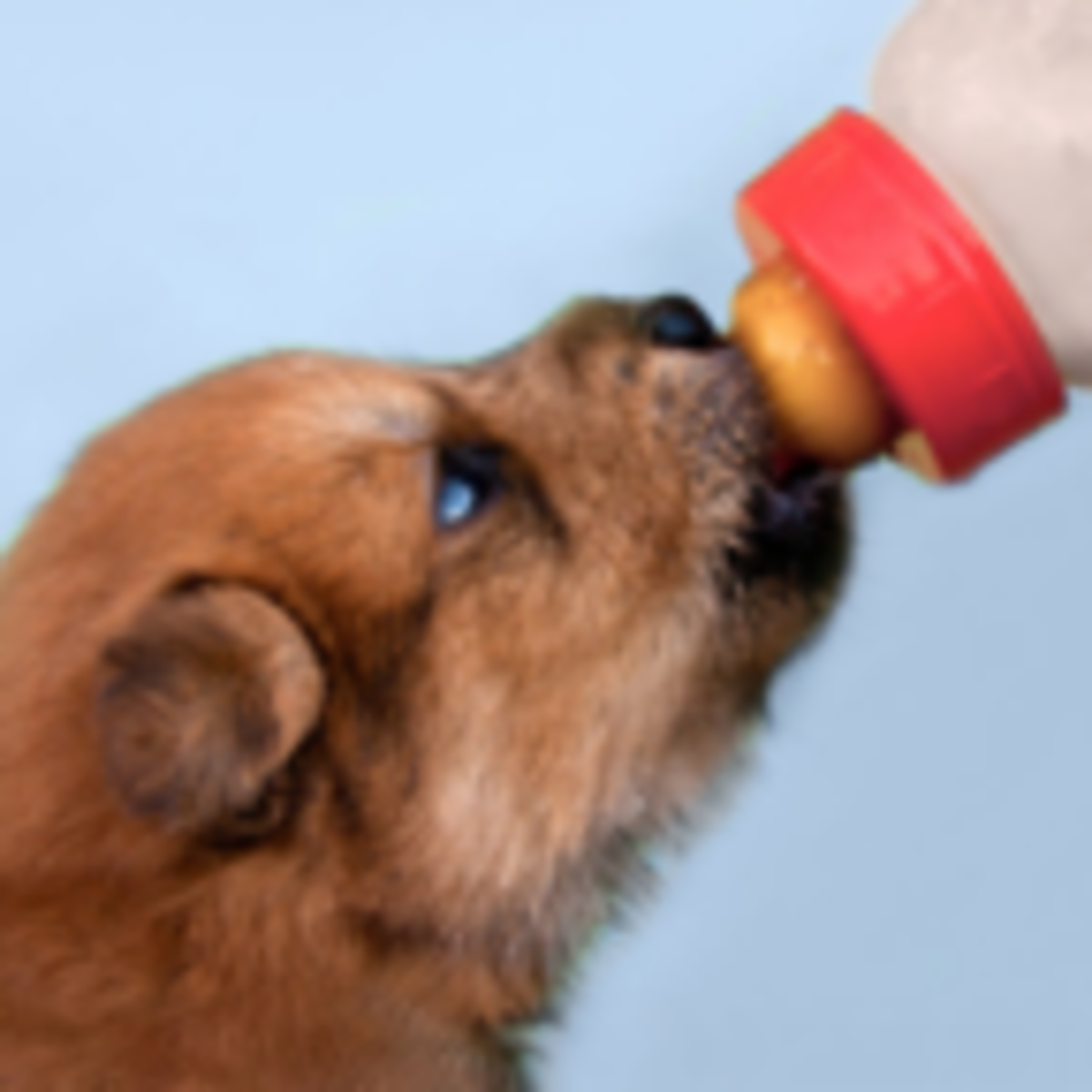 breastfeeding animals