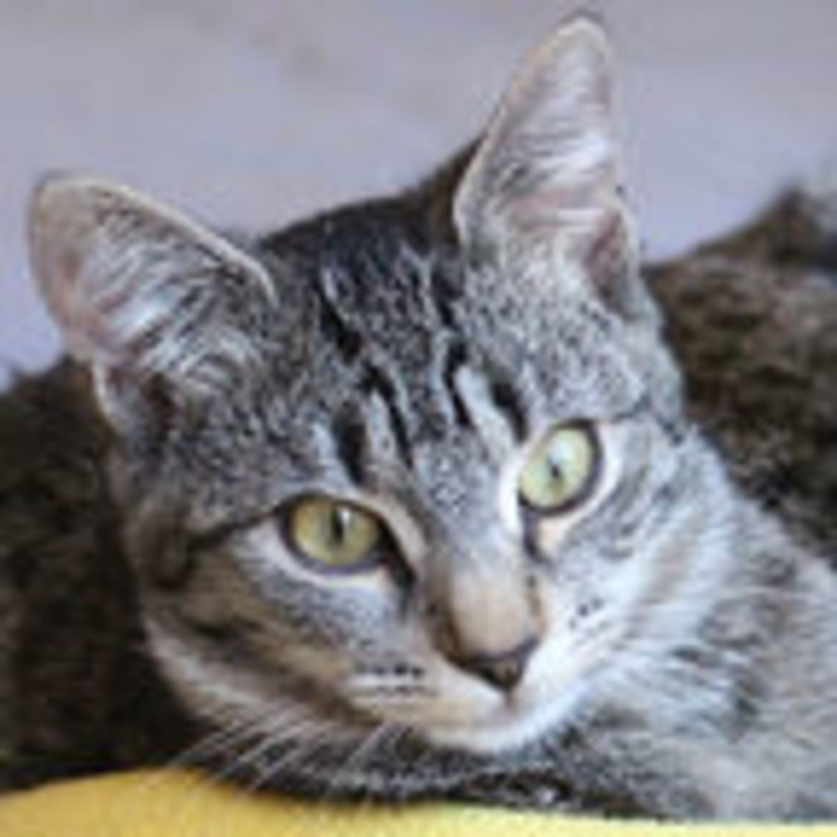 Taking An Integrated Approach To Animal Hoarding - 