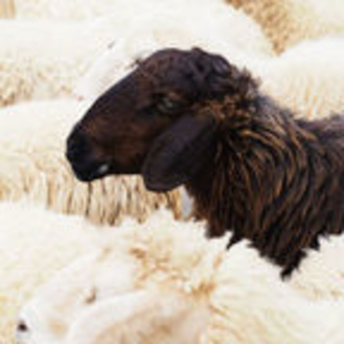 Is Your Estranged Adult Child The Black Sheep Of The Family