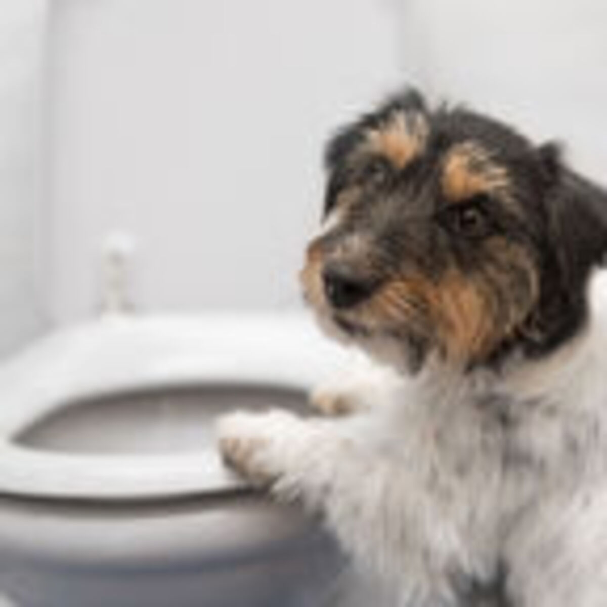 my dog eats human poop