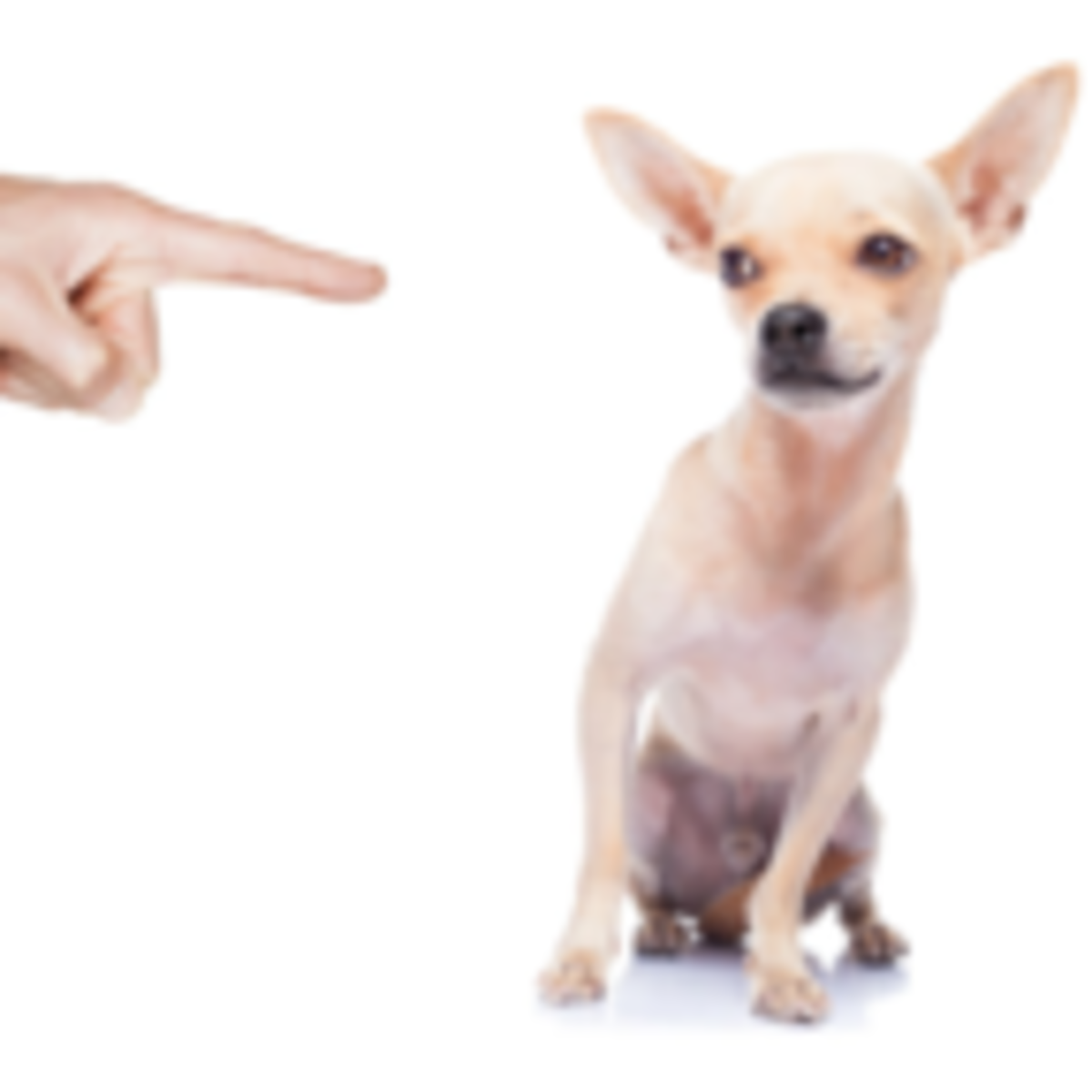 canine behavior specialist near me