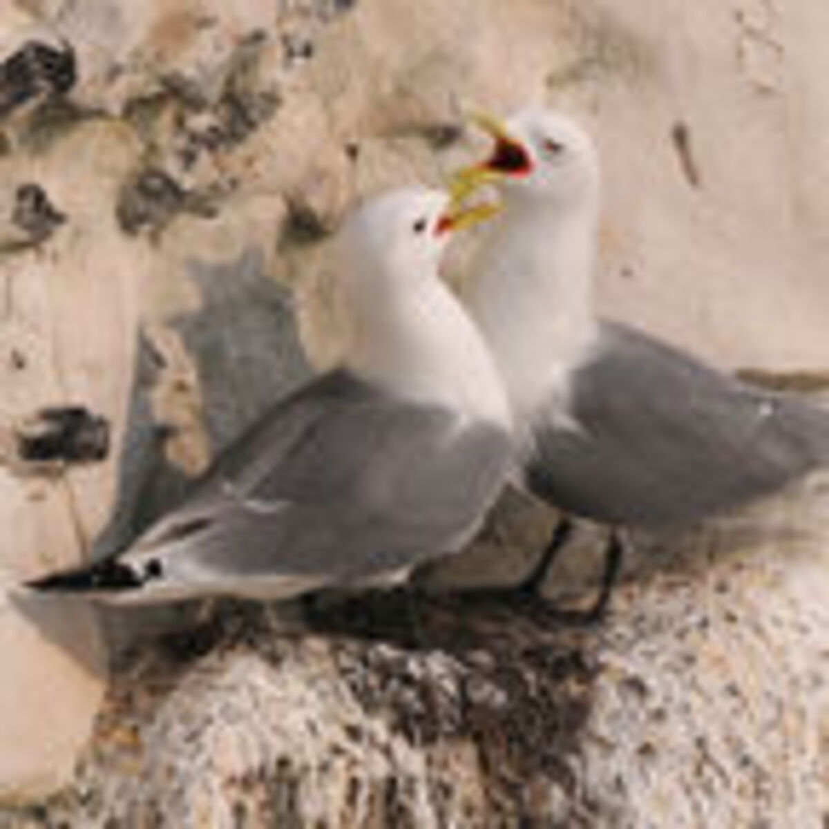 Gulls Our Love Hate Relationships With Raucous Neighbors Psychology Today