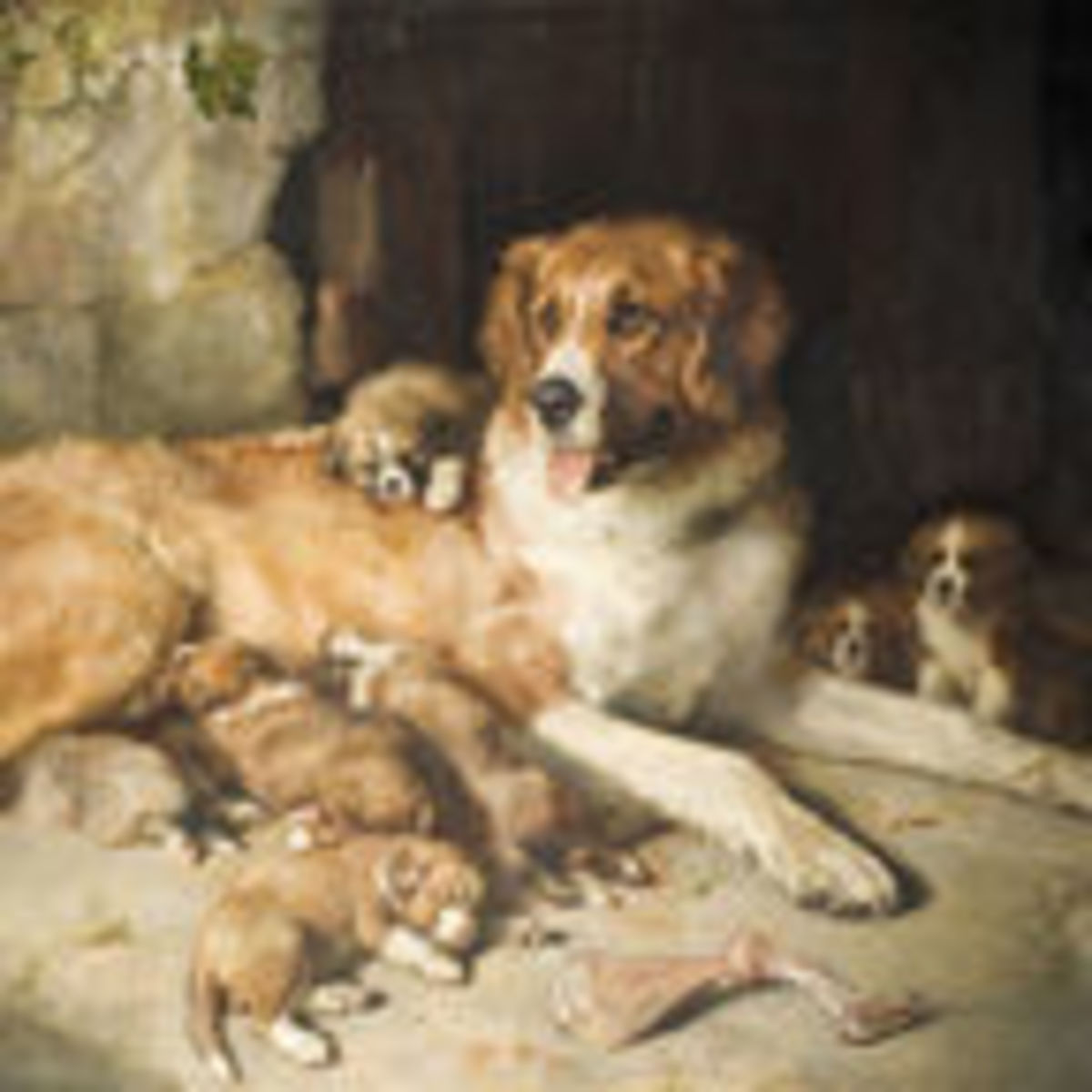 chihuahua service dog for sale