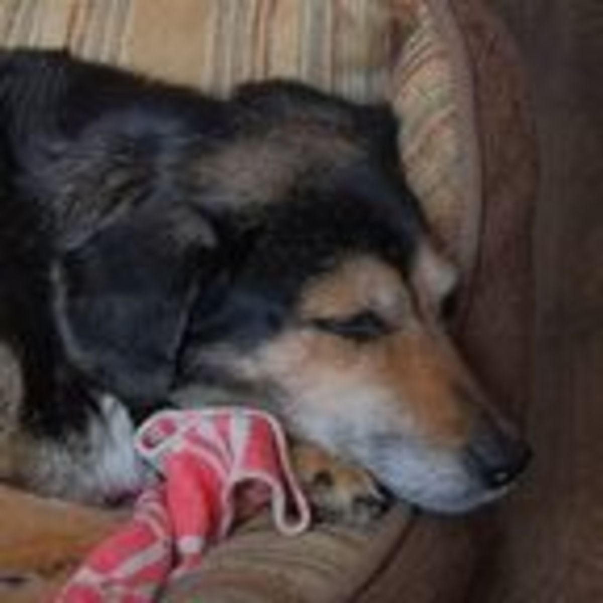 dog depressed after losing other dog