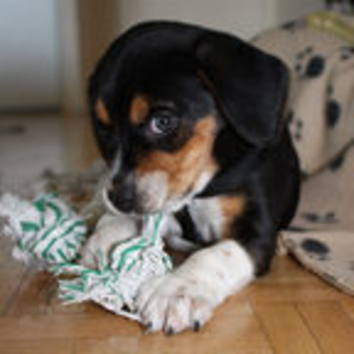 toys for dogs that like to shred paper