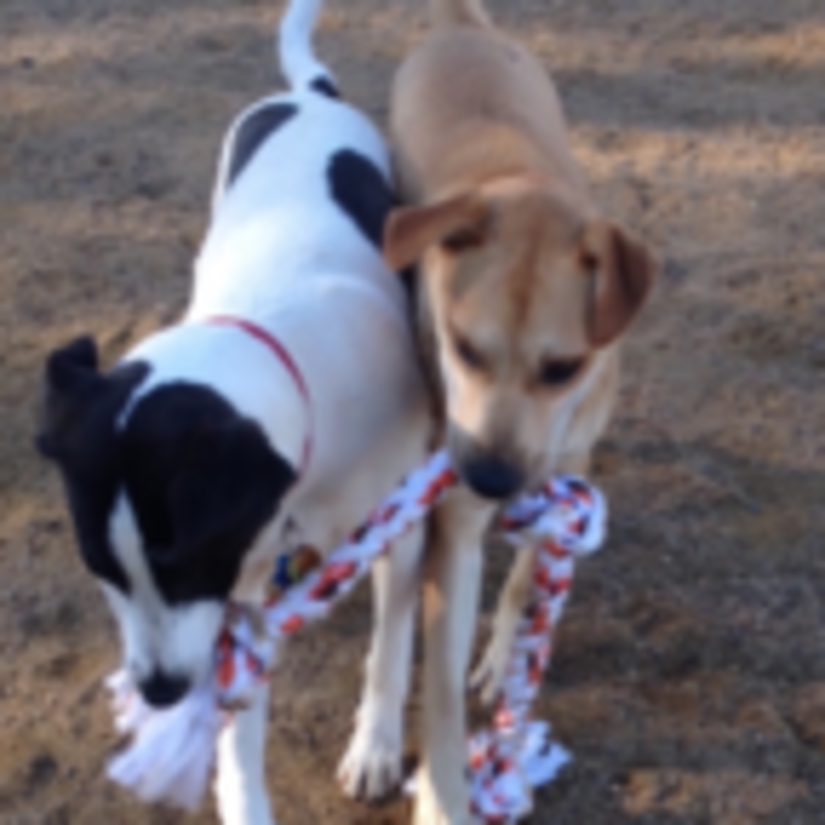 tug of war between dogs