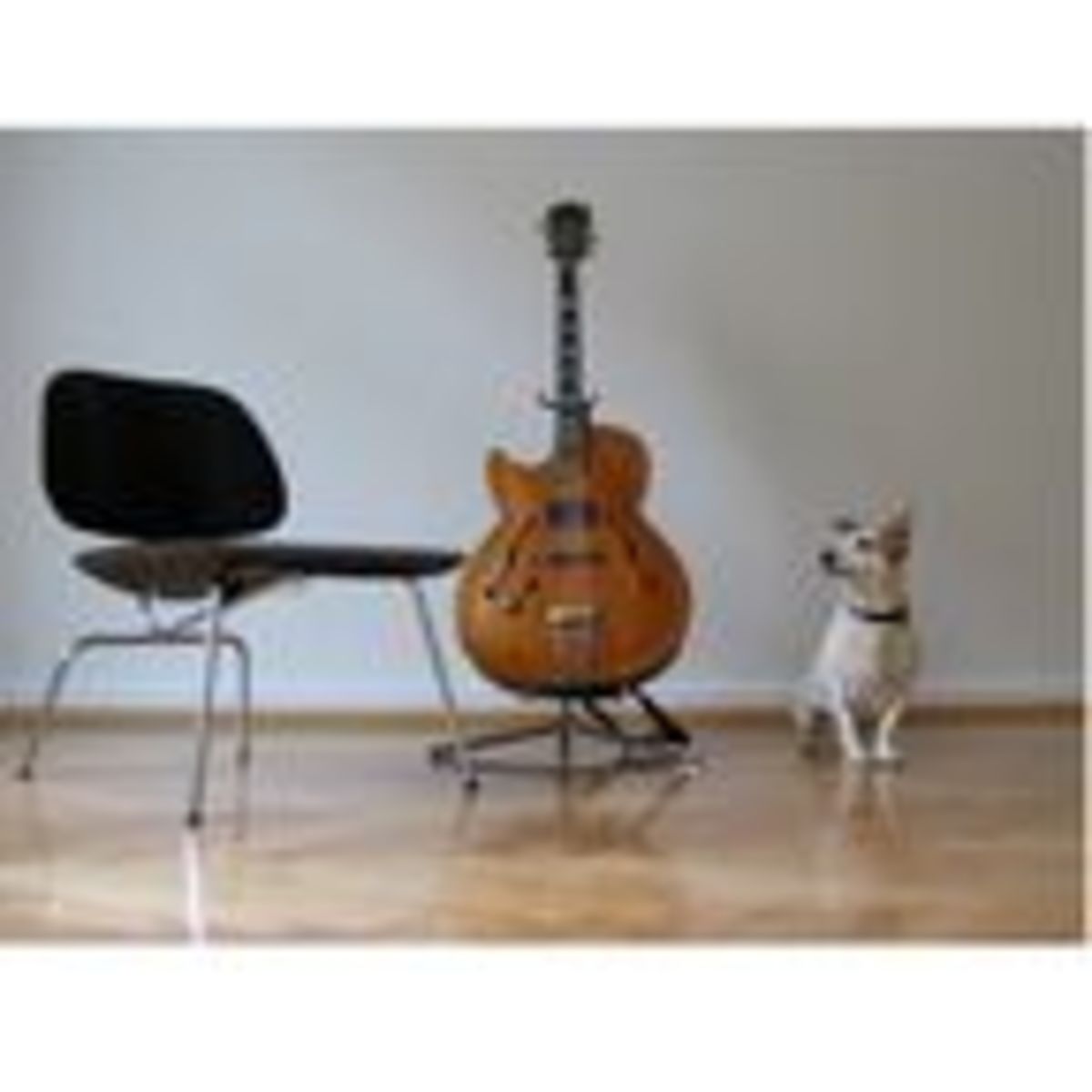 music made for dogs