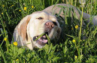 sick dog eating grass