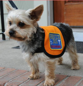 Service Animal Scams: A Growing Problem | Psychology Today