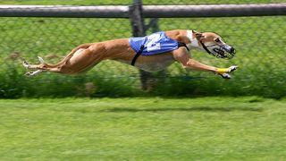 Could Dogs Be the Fastest Land Animals in the World? | Psychology Today
