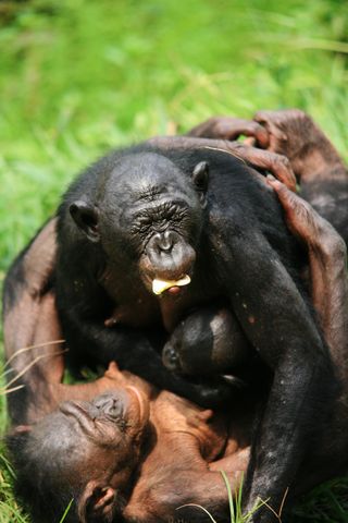Photo Courtesy of Lola ya Bonobo Sanctuary Photo Courtesy of Lola ya Bonobo Sanctuary