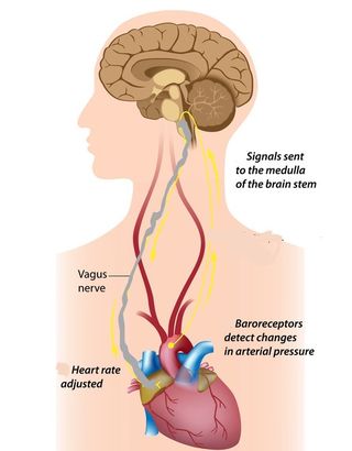 Thinking and Breathing to Calm the Body's Emergency Response