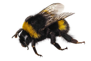 Nine buzzworthy facts about the honeybee