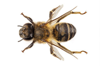 10 Buzz-Worthy Facts About Queen Bees That Will Make You Hive-Five Your  Friends